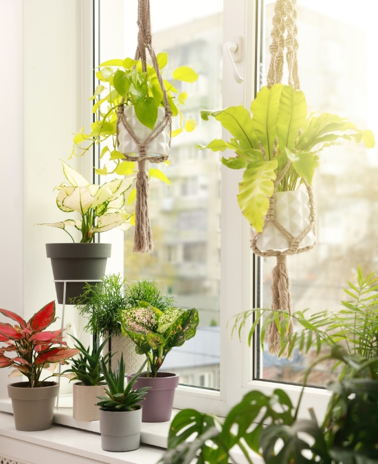 wymiana okien w bloku słońce ciepło rośliny eko dom eko mieszkanie dofinansowanie termomodernizacja czyste powietrze martdom